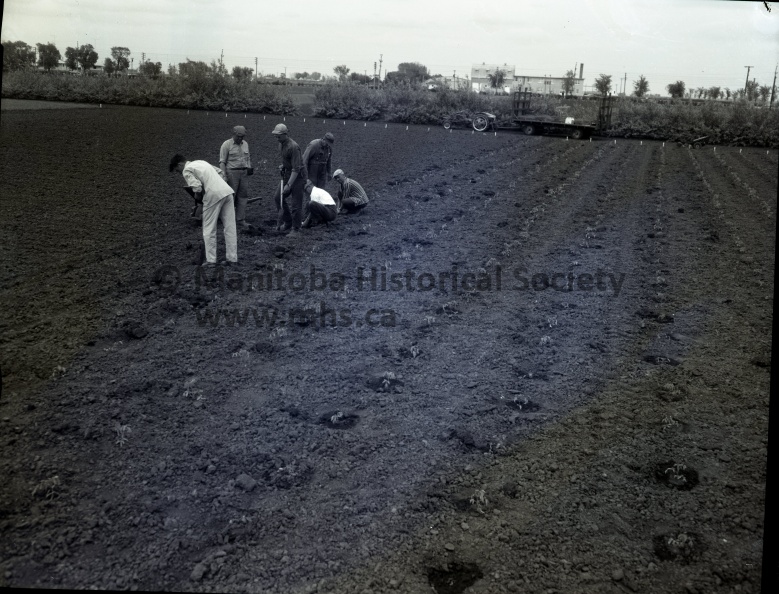 June 14th, 1965, Agriculture, Special Crops Sub-Station Disease Control Experiment Tomato Crossing Tests, First work in experiments to control “aster yellows” in cereal crops begun Monday at the Special Crops Sub-Station here, it means a lot for hand work as Paul Westdal can show as he hand-sprays one of the experimental plots in a hope-for control measure. TOMATO PLANTS BY THE HUNDRED - 1,600 to be exact, were going in Monday at the Special Crops Sub-Station at Portage la Prairie. All are being used in experiments at the station in an effort that may develop a new tomato for Manitoba conditions. 2786d.jpg