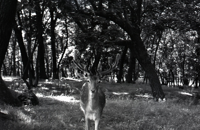 i think we have company - is what this amiable young doe seems to be saying. she arrived at the deer enclose gate just in time to welcome a two year old white tail buck donated to the island park zoo by Winnipeg city parks board. a few seconds later the little buck had disappeared into the trees to explore his new home 11478 (10).jpg