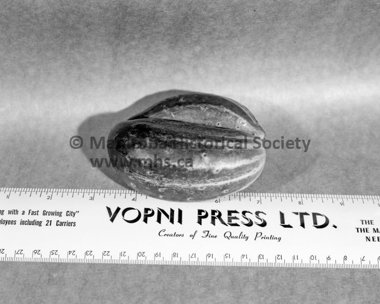 Photographer: Unknown
August 14, 1952
News
Oddities - Siamese twin cucumbers
Nature's oddities in garden produce are again cropping up in local gardens. The first to be reported to the Daily Graphic is the Siamese twin cucumber pictured above, brought in by Miss Lil Olynyk of 119 Tupper Street. This is from Lil's own garden. It's the first year she has had a garden, says Lil, and it's the first time she's ever run across such a cucumber. VP-1-04444-001.jpg