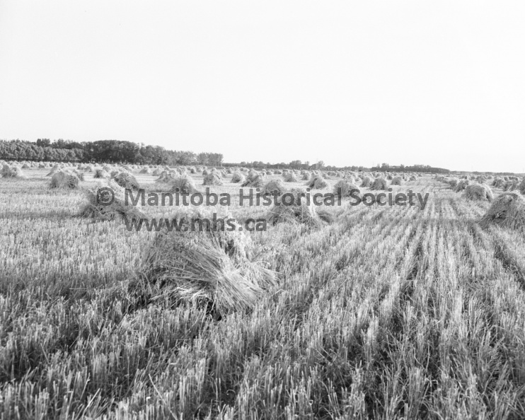 Photographer: Unknown
August 14, 1952
News
Grain harvesting around Portage
The old vs. the new — Fast fading from the prairie landscape are scenes such as this, a field of stooks. With the increasing use of modern farm machinery, combines and swathers have practically replaced the binder completely, except for cutting feed. These stooks, each sheaf filled to the brim with oats, are on the farm of Harry Caldwell. He expects to thrash the heavy crop next week. VP-1-04445-003.jpg