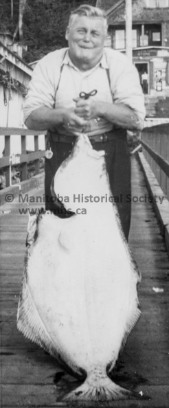 Photographer: Unknown
October 9, 1952
News
Bob “Pop” Colvin and fish
Quite a few Portagers will recognize the man in this picture. He is genial Bob Pop Colvin who left the city last year, to reside at Sointula, B.C. Bob was manager of the local arena rink for quite a few years. According to word we received from the coast, the fish in the picture is the one he caught, the big one got away. The fish is a halibut and weighed 65 pounds. The Colvins say they are really enjoying life at the coast and the weather right now is perfect. VP-1-04395-001.jpg